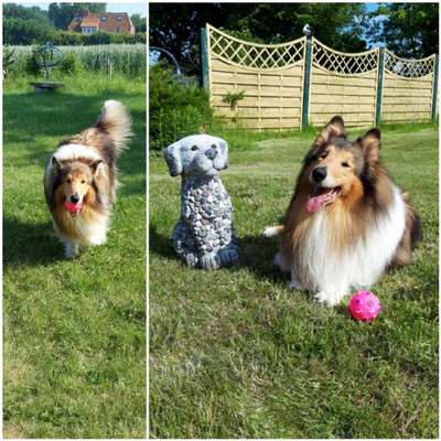 43. Fotochallenge-Zeigt mir eure Ball oder Frisbee verrueckten Hunde-Beitrag-Bild