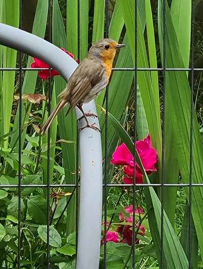 Die wunderschöne Welt mit Hund.-Beitrag-Bild