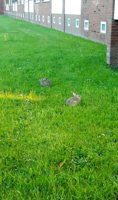 Die wunderschöne Welt mit Hund.-Beitrag-Bild