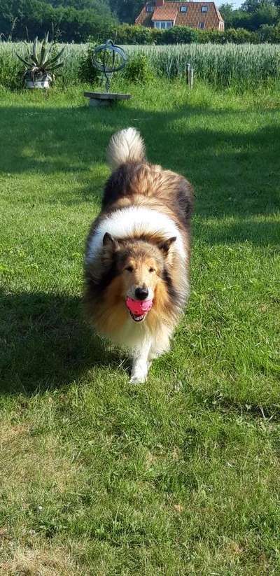 Foto-Challenge Nr. 90: Lebensfreude-Beitrag-Bild