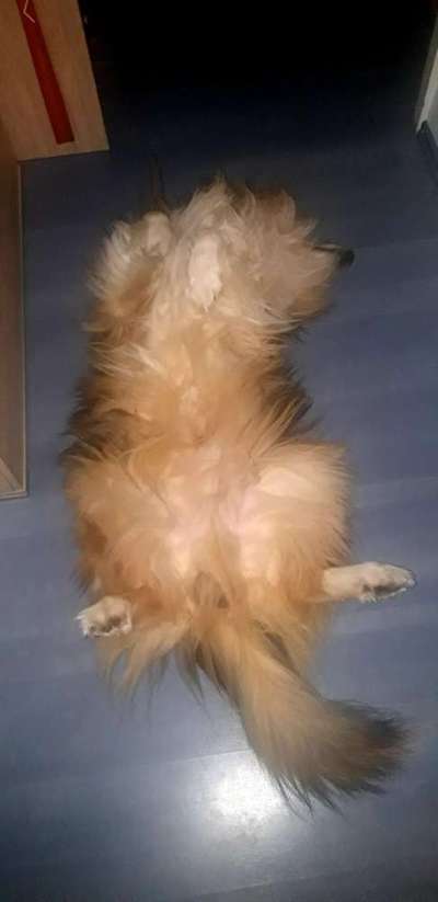 Collies gesucht-Beitrag-Bild