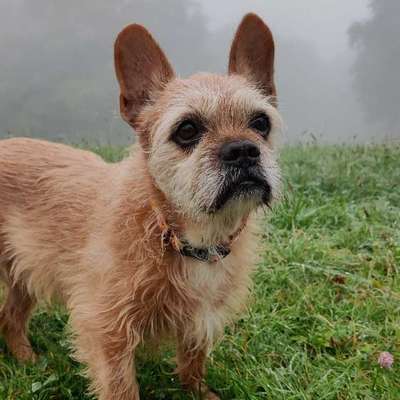 Wer hat noch alles einen Französischen Bulldoggen Mix ???-Beitrag-Bild