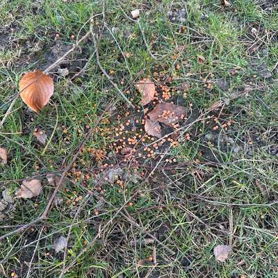 Giftköder-Giftköder-Bild