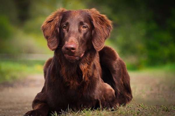 Flat Coated Retriever-Beitrag-Bild