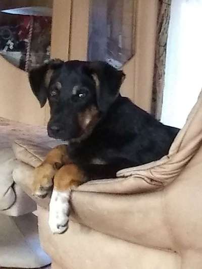 Schäferhund-Beitrag-Bild