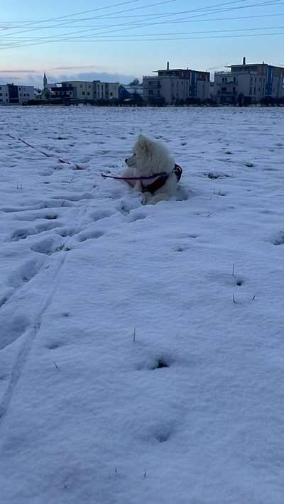 Samojede-Beitrag-Bild