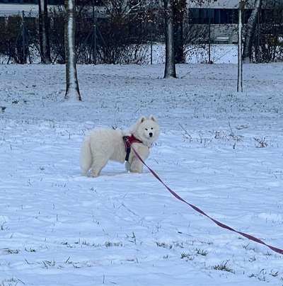 Hundetreffen-Kleine Pamuk sucht Freunde zum spielen-Bild