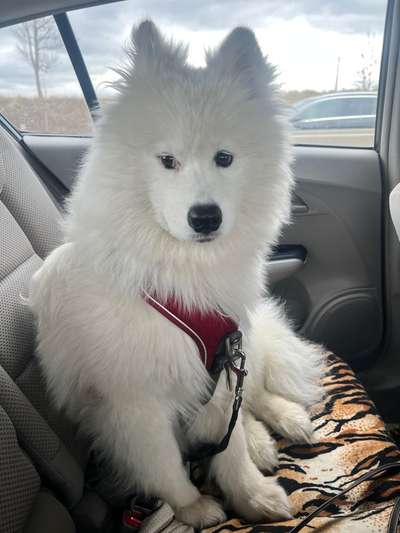 Samojede Besitzer-Beitrag-Bild