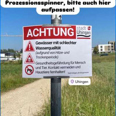 Giftköder-Prozessionsspinner-Bild