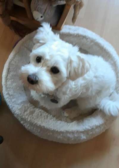 Dogorama Photo Challenge- Aufmerksamkeit bitte!-Beitrag-Bild