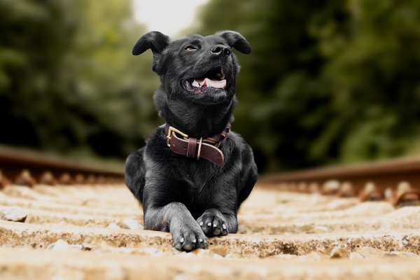Hundetreffen-Hundefreunde gesucht-Bild