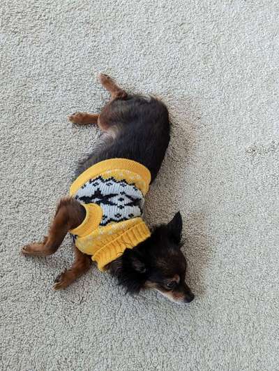 Fotosammlung: ,,Der natürliche Hund" Unbearbeitet, ungestellt und in Natura-Beitrag-Bild