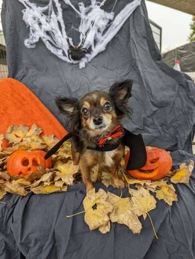 33. Handy Foto Challenge - Verkleidung deines Hundes-Beitrag-Bild