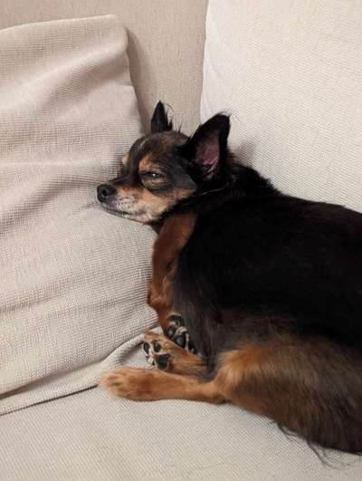 Lustigsten Bilder-Beitrag-Bild