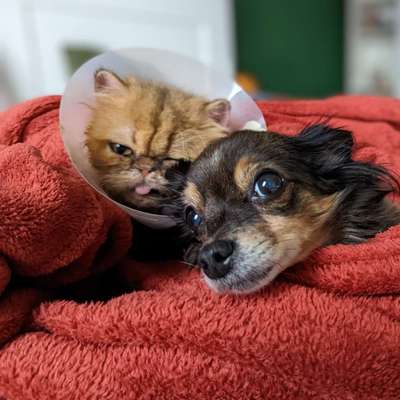 Bester Freund, Hundekumpel - zeigt her!-Beitrag-Bild