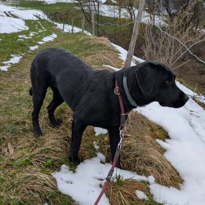 aktuelles Foto Gruppe Labrador