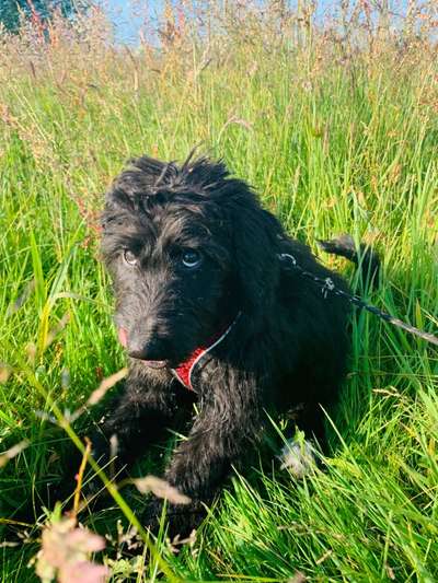 Die Dogorama Monats Challenge "Es grünt und blüht"-Beitrag-Bild