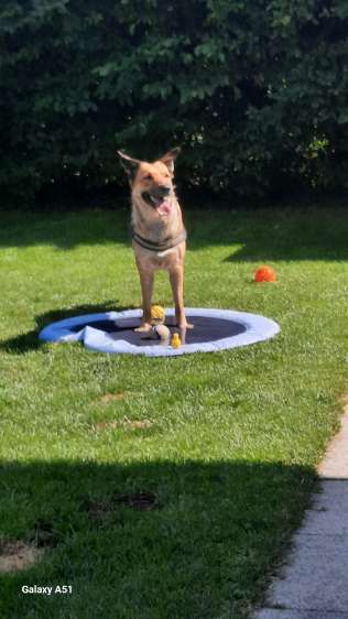 Unsere Fellnasen-Vielfalt im Überblick!-Beitrag-Bild