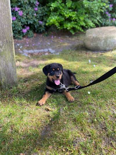 Welpen Bilder !-Beitrag-Bild