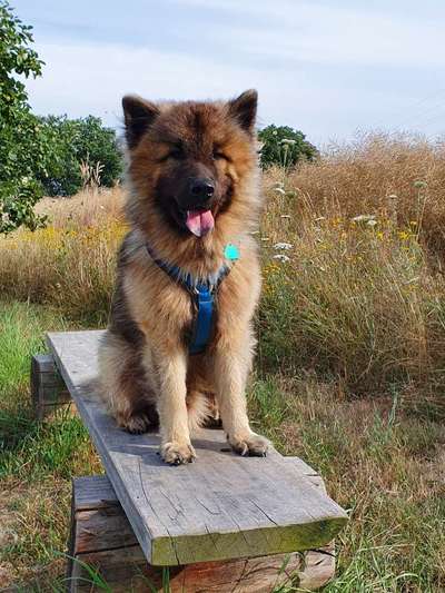 Eurasier hier?-Beitrag-Bild