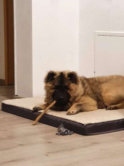 Eurasier hier?-Beitrag-Bild