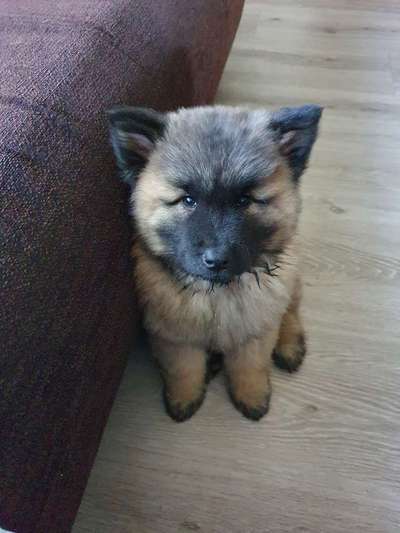 Eurasier hier?-Beitrag-Bild