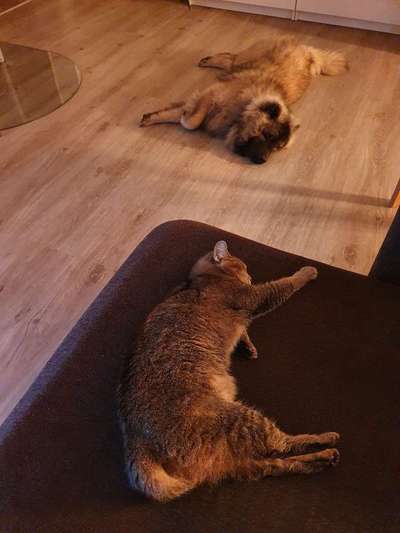 Eurasier hier?-Beitrag-Bild