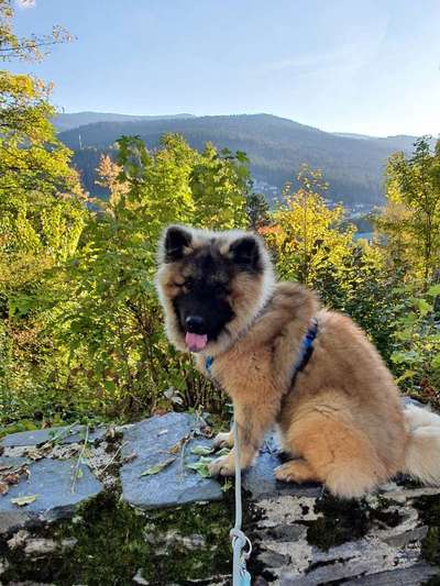 Eurasier hier?-Beitrag-Bild