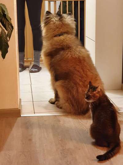Eurasier hier?-Beitrag-Bild