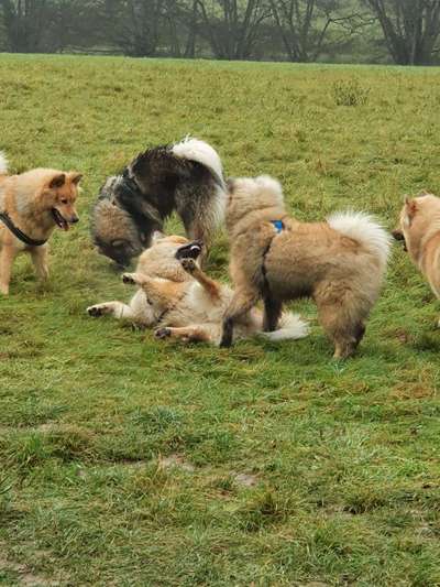 Eurasier hier?-Beitrag-Bild