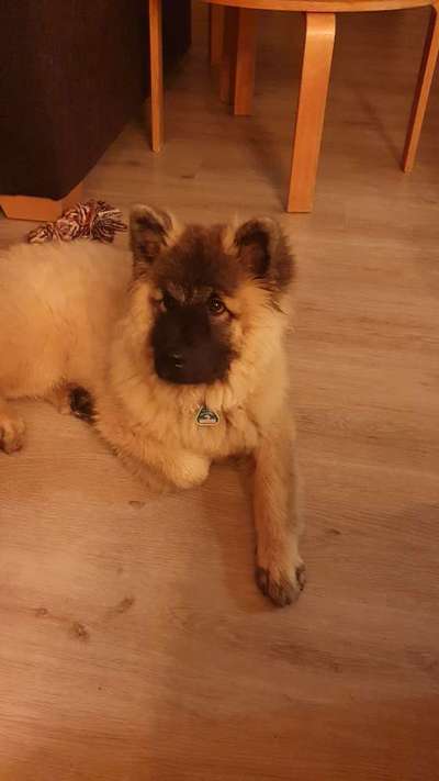 Eurasier hier?-Beitrag-Bild