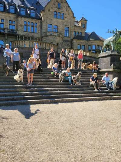 Eurasier hier?-Beitrag-Bild