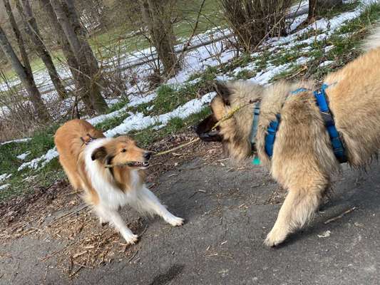 Eurasier hier?-Beitrag-Bild