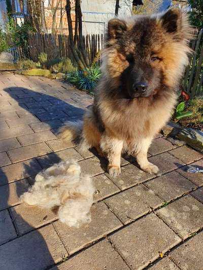 Eurasier hier?-Beitrag-Bild