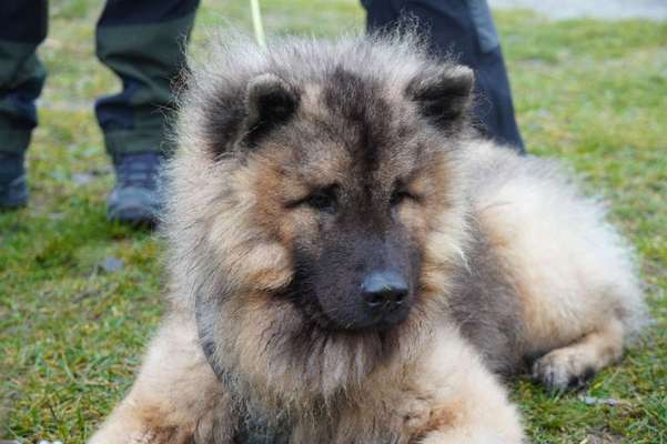 Eurasier hier?-Beitrag-Bild