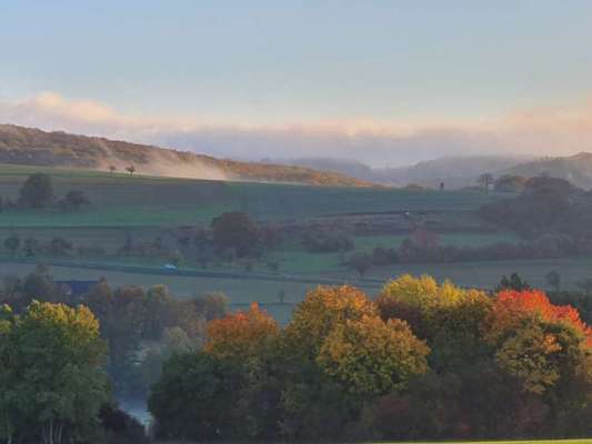 Eurasier hier?-Beitrag-Bild