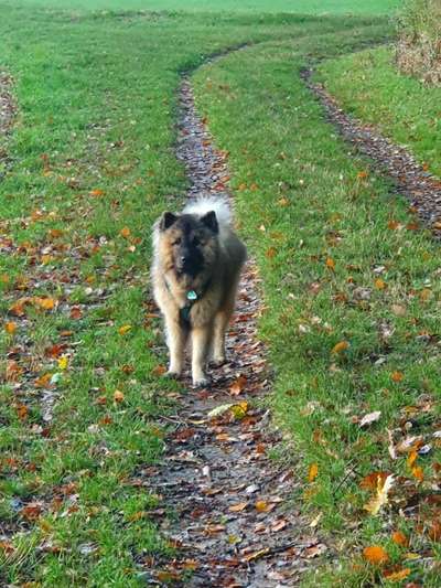 Eurasier hier?-Beitrag-Bild