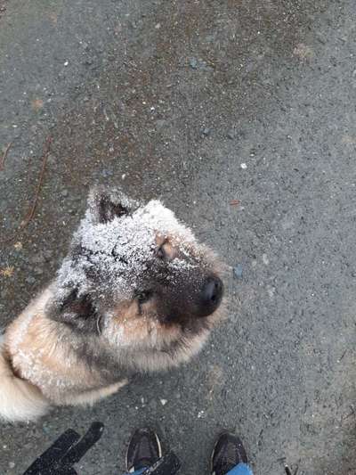 Eurasier hier?-Beitrag-Bild
