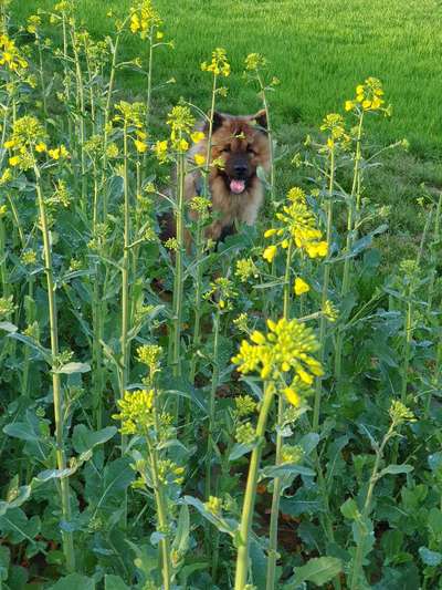 Eurasier hier?-Beitrag-Bild