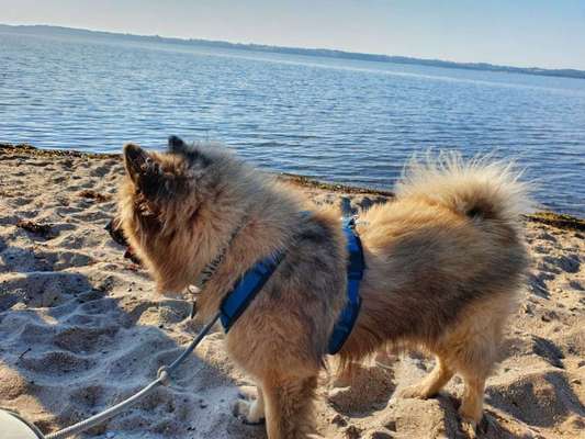 Eurasier hier?-Beitrag-Bild