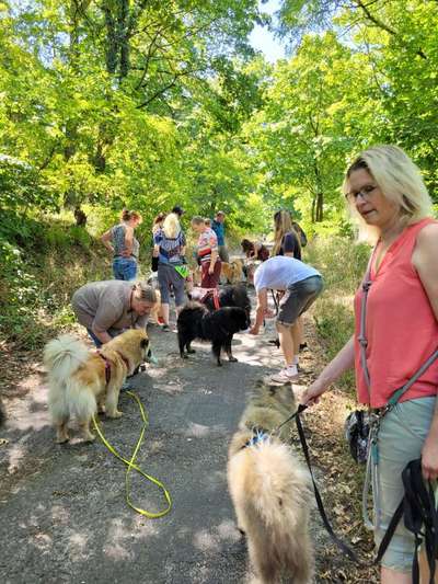 Eurasier hier?-Beitrag-Bild