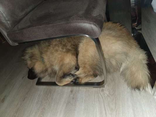 Eurasier hier?-Beitrag-Bild