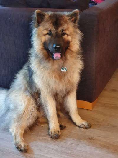 Eurasier hier?-Beitrag-Bild