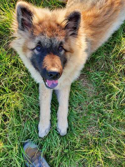 Eurasier hier?-Beitrag-Bild