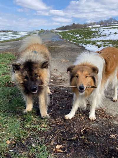 Eurasier hier?-Beitrag-Bild