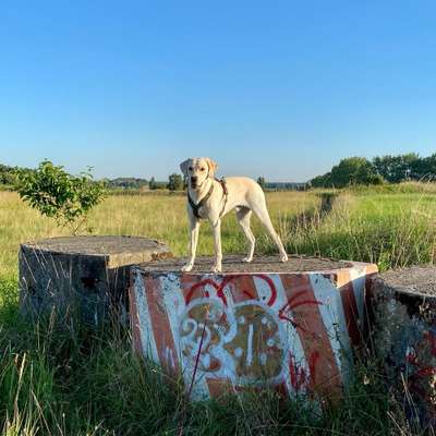 Hundetreffen-Gemeinsames spazieren oder trainieren / Hundefreunde kennenlernen-Bild