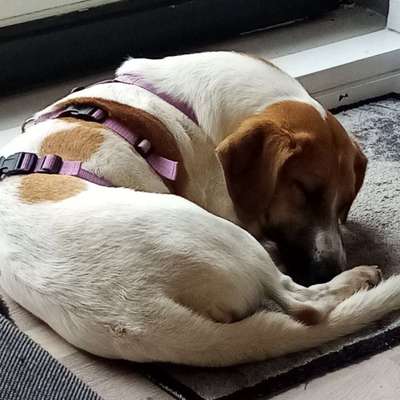 Wo habt ihr eure Hunde her ?-Beitrag-Bild