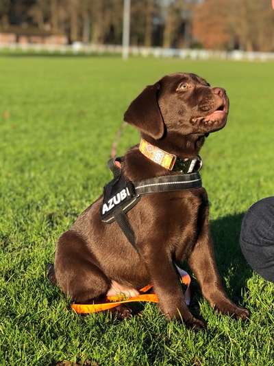 Die Dogorama Monats Challenge "Es grünt und blüht"-Beitrag-Bild