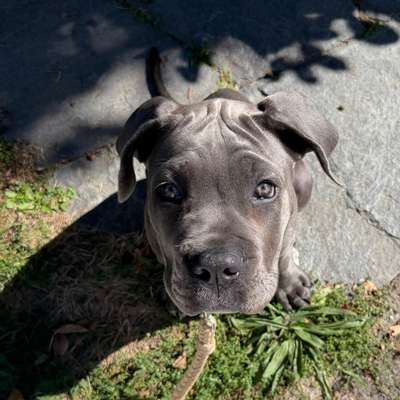 Hundetreffen-Spieltreff und/oder Gassirunde-Bild
