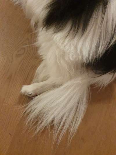 Wo sind die Papillon Besitzer?-Beitrag-Bild